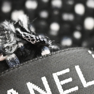 CHANEL | CC Black & White Knit Scarf